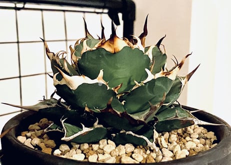 アガベ・チタノタ ハデス (黒帝斯) 芽-040｜agave titanota hades