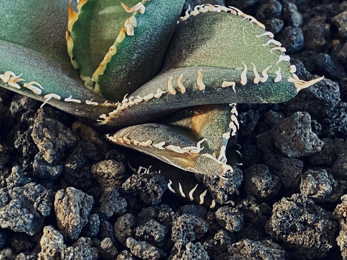 アガベ・チタノタ 金剛（芽）-010｜agave titanota adamantine |