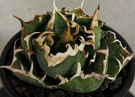 アガベ・チタノタ白鯨（厳選コンパクト）-043｜agave titanota white whale