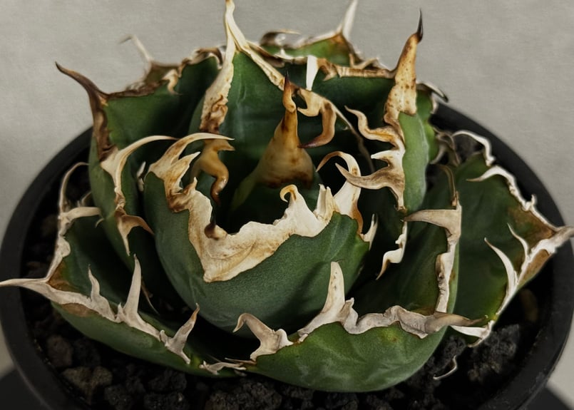 アガベ・チタノタ白鯨（厳選コンパクト）-043｜agave titanota white wh
