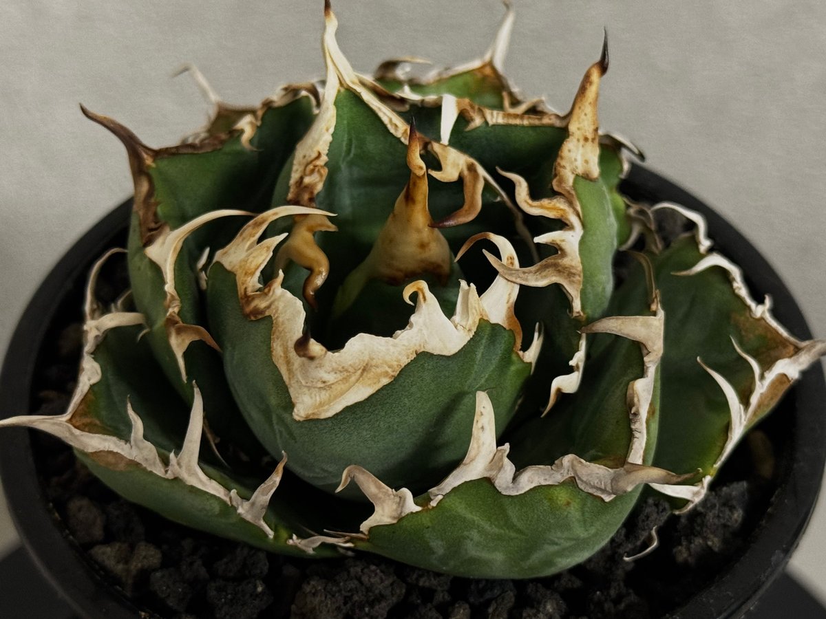 アガベ・チタノタ白鯨（厳選コンパクト）-043｜agave titanota white wh