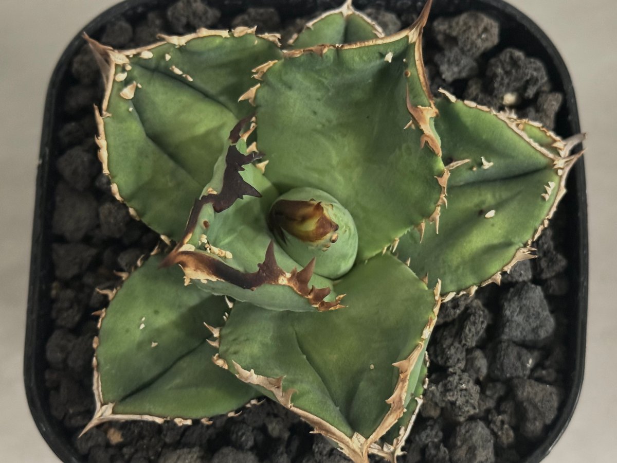 アガベ・チタノタ 鰐亀（芽）-023｜agave titanota alligator sna