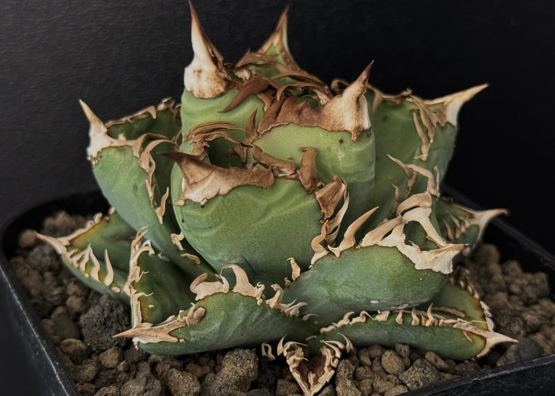 アガベ・チタノタ 皇冠-005|agave titanota Crown | Plus_Pla アガベ・チタノタ 皇冠-005|agave titanota Crown | Plus_Pla