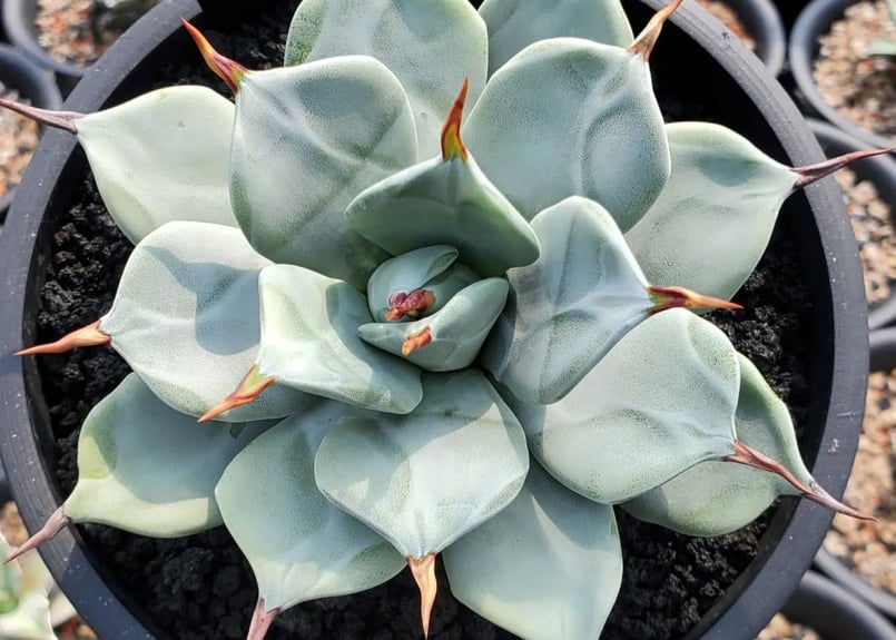 アガベ・一本刺｜（芽）-001｜ agave isthmensis inermis | Plu