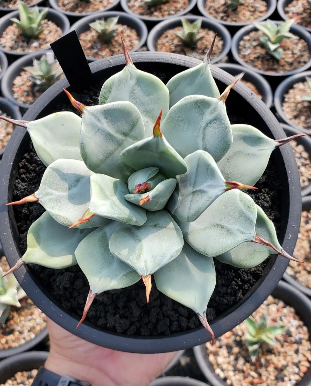 アガベ 一本刺 アガベ・一本刺|(芽)-001| agave isthmensis inermis | Plu