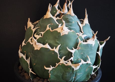 アガベ・チタノタ白鯨（ボールタイプ）大-072｜agave titanota white whale