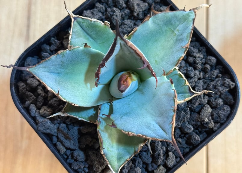 アガベ・チタノタ LQH_土（芽）007｜agave titanota saturn | Pl