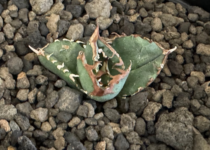アガベ・チタノタ 鰐亀(芽)-005|agave titanota alligator sna アガベ・チタノタ 鰐亀(芽)-005|agave titanota alligator sna