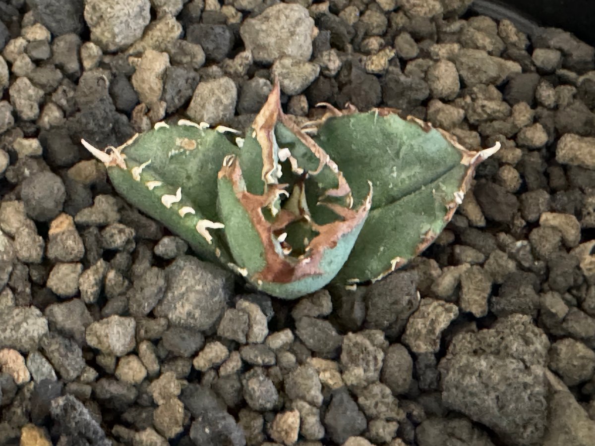 アガベ チタノタ　鰐亀（ゴウガメ） アガベ・チタノタ 鰐亀（芽）-029｜agave titanota alligator sna