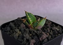 アガベ・チタノタ　清櫻(Lize血統／芽)-005｜agave titanota Queen