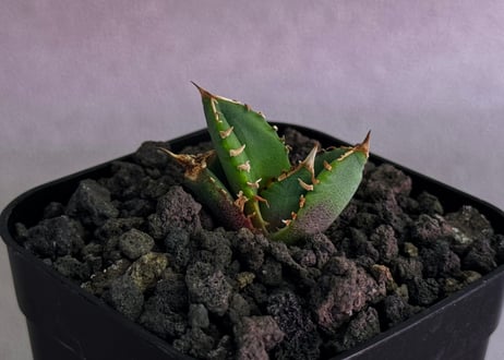 アガベ・チタノタ　清櫻(Lize血統／芽)-005｜agave titanota Queen
