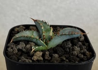 アガベ・チタノタブルー選抜/L18（芽）-007｜agave titanotablue_L18