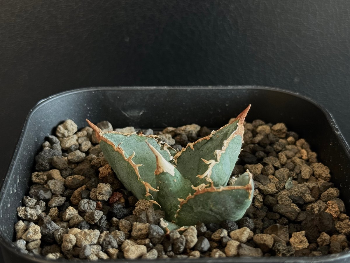 アガベ・チタノタ 繁星(芽)-002|agave titanota star‐studded アガベ・チタノタ 繁星(芽)-002|agave titanota star‐studded