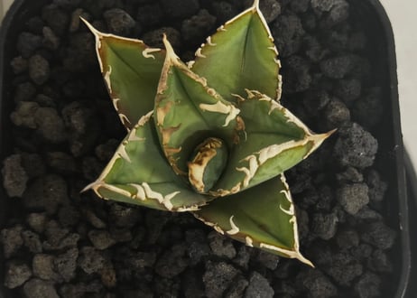 アガベ・チタノタ 白毫刺（芽）-025｜agave titanota