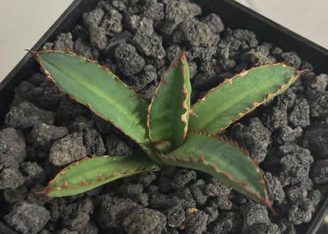 アガベ・チタノタ 萬代 X 厳竜（寛版刺/Lize血統）芽-009｜agave titanota×lophantha（ Hybrid）