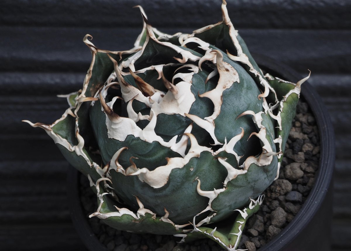 アガベ・チタノタ白鯨(ボールタイプ)中-058|agave titanota アガベ・チタノタ白鯨(ボールタイプ)中-058|agave titanota