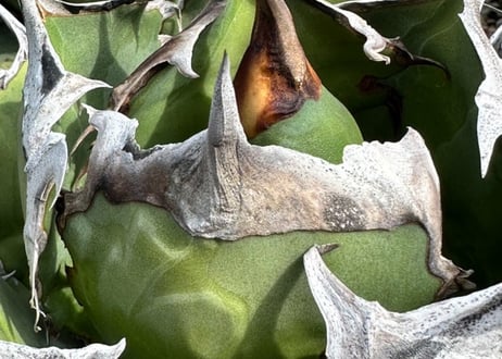 アガベ・チタノタ 黒犀牛（芽）-040｜agave titanota black rhino