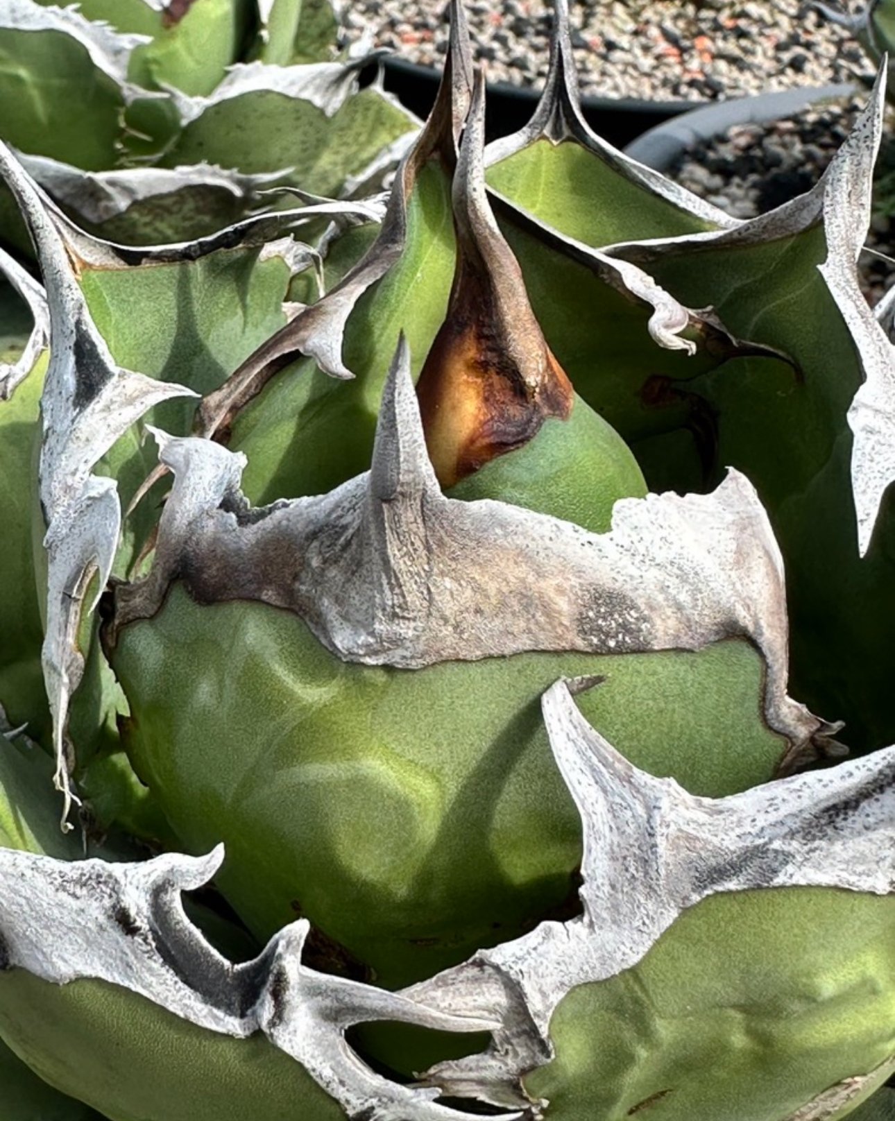 アガベ・チタノタ 黒犀牛（芽）-035｜agave titanota black rhino