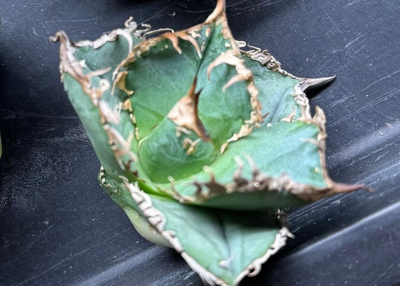 アガベ・チタノタ LQH_火（芽）-001｜agave titanota mars | Plu