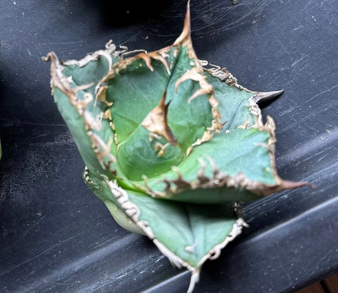 アガベ・チタノタ LQH_火（芽）-001｜agave titanota mars | Plu