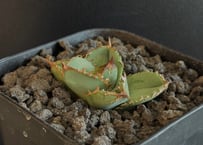 【子株】 agave titanota beast アガベ チタノタ ビースト maxresdefault.jpg