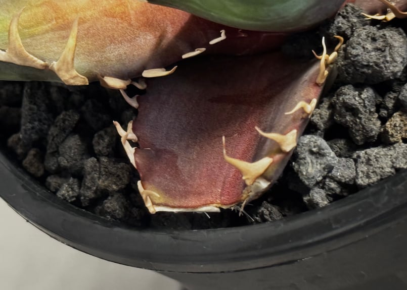 特選>アガベ・チタノタ 赤猫(芽)-003｜agave titanota redcat we