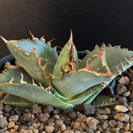 アガベチタノタソーラーエクリプス | STORES