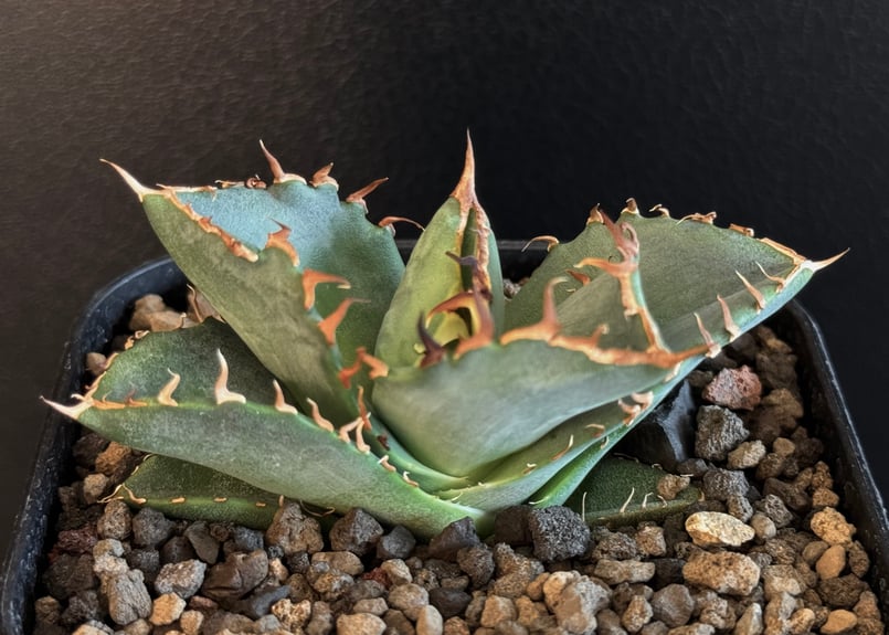 ボールtype アガベ チタノタ crab 螃蟹 子株 激レア株】アガベ