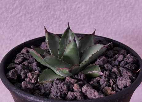 愛mi♡na咲 M∞T！大きめオリザバ①アガベ　カット株 オリザバが1株から2株になった🤪 #agave