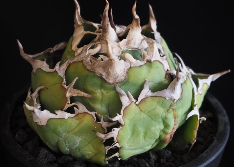 アガベ・チタノタ白鯨(ボールタイプ)中-090|agave titanota アガベ・チタノタ白鯨(ボールタイプ)中-090|agave titanota