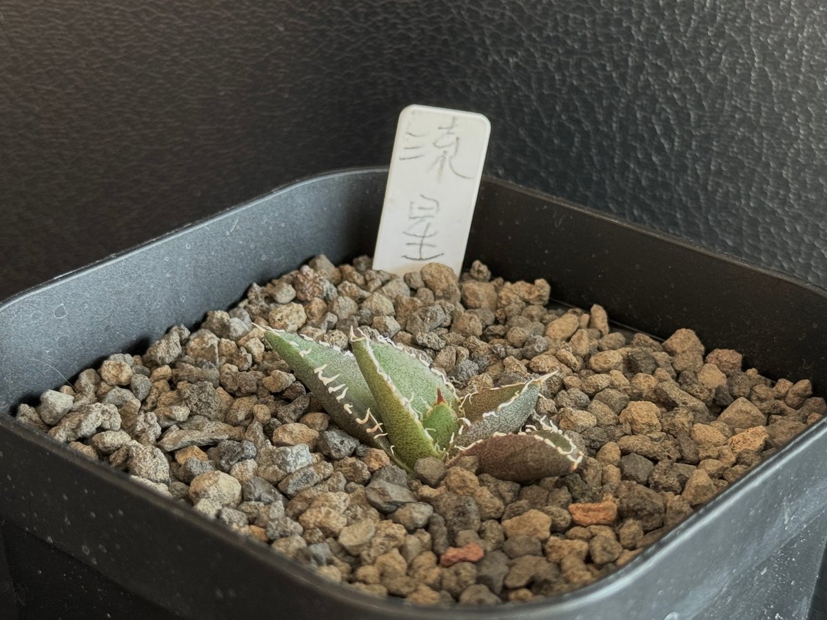 lize産 アガベ 流星 子株 ぶつぶつ スタッズ アガベ・チタノタ 流星