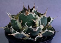 アガベ・チタノタ白鯨（覆輪）中-012｜agave titanota white whale ver.margination