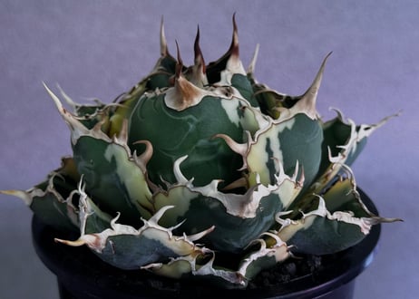 CATEGORY Titanota White whale variegated｜白鯨（斑入り