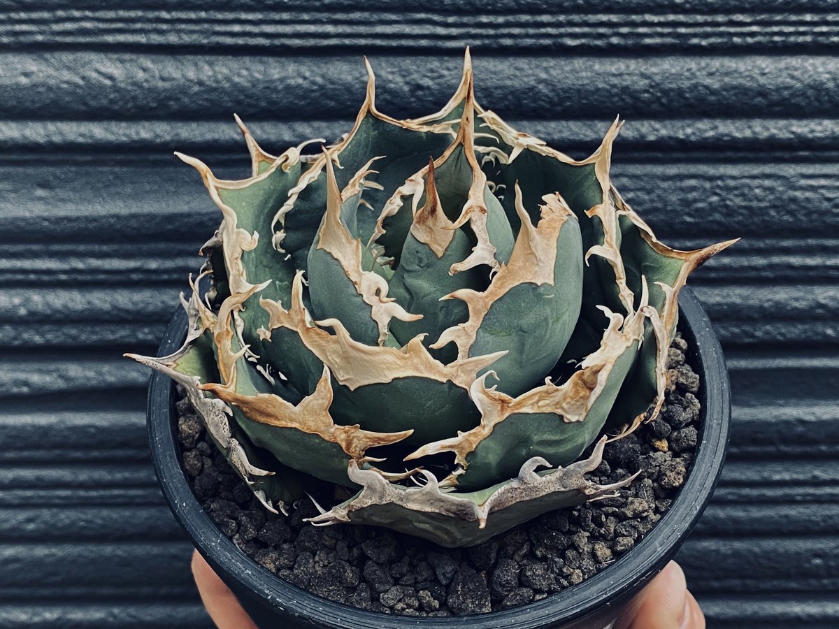 アガベ・チタノタ 烈焔（ボールタイプ）中-008｜agave titanota