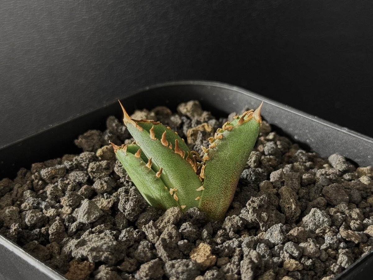 アガベ チタノタ 皇冠 クラウン lize株 親株出品 子株4つ付き アガベ チタノタ lize血統 皇冠 crown クラウン（3） 子株4つ