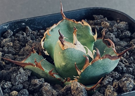 CATEGORY Titanota Hades｜黒帝斯/恐竜牙歯 | Plus_Plants