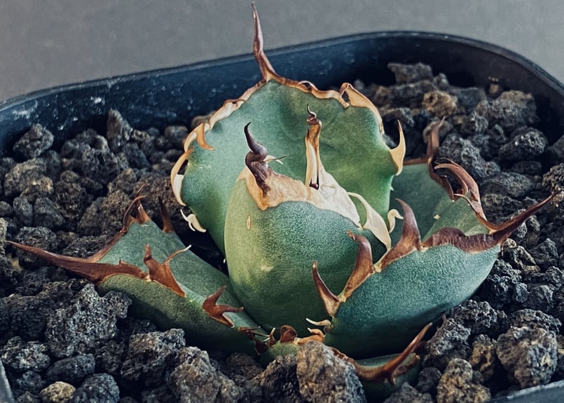 アガベ・チタノタ ハデス (黒帝斯) 芽-024｜agave titanota