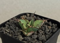 アガベ・チタノタ 蚩尤（芽）-003｜agave titanota chiyou | Plus