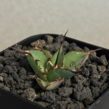 恐竜牙歯 | STORES