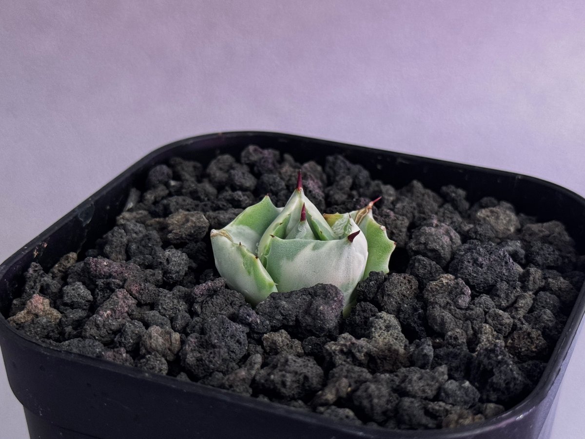 アガベ・王妃雷神錦｜（芽）-002｜agave potatorum 'Ouhi Raijin'