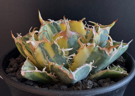 CATEGORY Titanota White whale variegated｜白鯨（斑入り