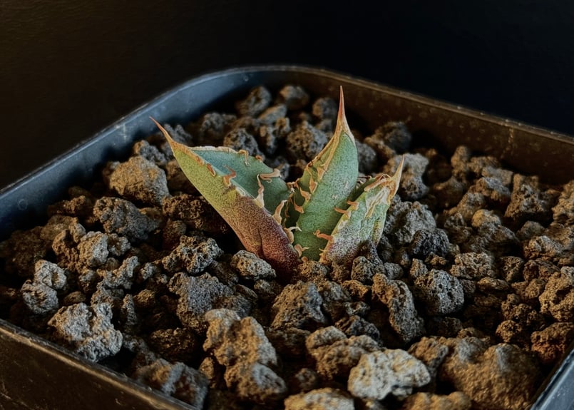 アガベ　清櫻 アガベ チタノタ 清櫻 agave cho産
