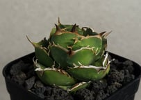 アガベ・チタノタ 寛葉厳竜（子株）-001｜Titanota Genryu_wide leaf