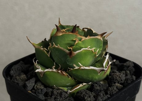 アガベ・チタノタ（ノーネーム）008｜agave titanota No Name