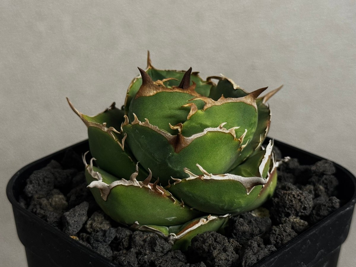 アガベ・チタノタ（ノーネーム）008｜agave titanota No Name | Plu