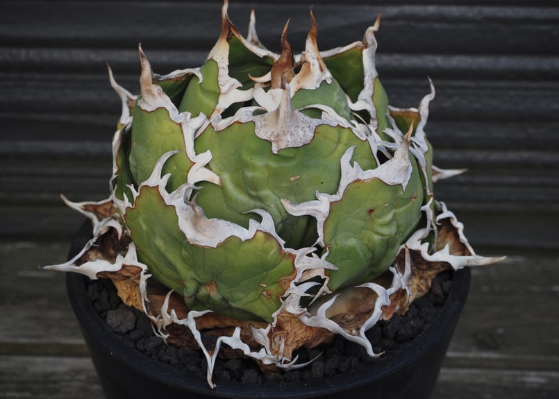 アガベ　白鯨　ボールタイプ アガベ・チタノタ白鯨（ボールタイプ）中-070｜agave titanota