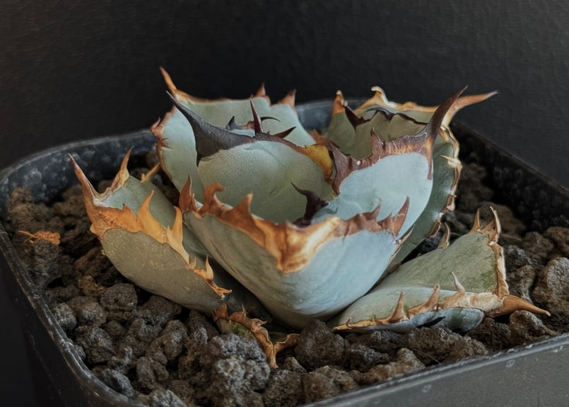 アガベ・チタノタブルー選抜/L18（芽）-005｜agave titanotablue_L18