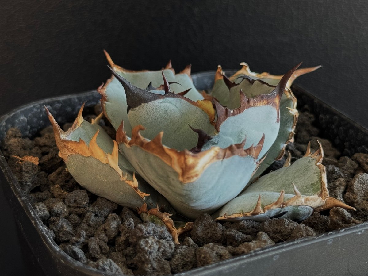 アガベ 選抜　ブルー　実生株　天芽 アガベ 選抜 ブルー 実生株 天芽 選抜実生 子株