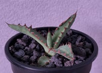 アガベ　一本刺 アガベ・一本刺｜（芽）-001｜ agave isthmensis inermis | Plu
