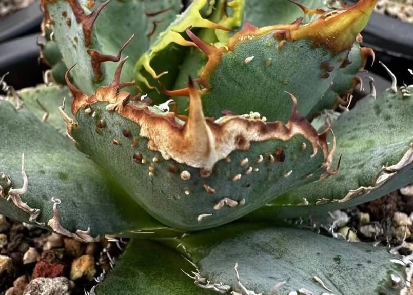 アガベ チタノタニシキ アガベ チタノタ 黒豹/子株 BP-03 | アガベ専門店 モンスターハウス